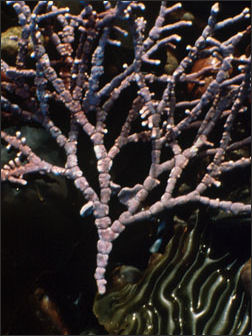 20110307-NOAA coralline pink coral _100.jpg